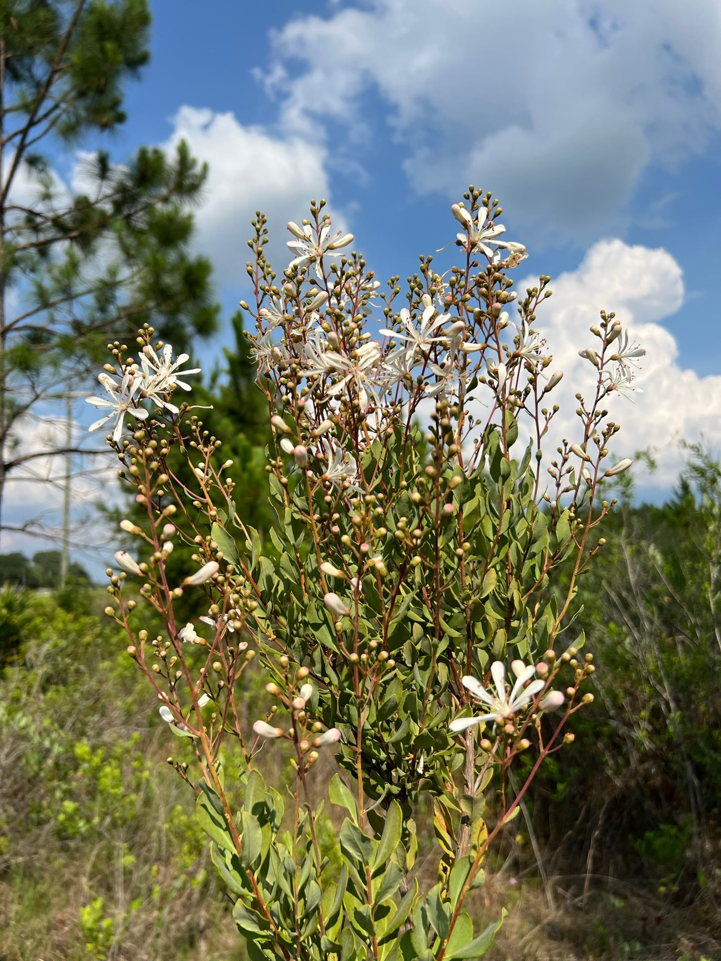 Tarflower Native, Flowering Shrub 50 Seeds Bejaria racemosa