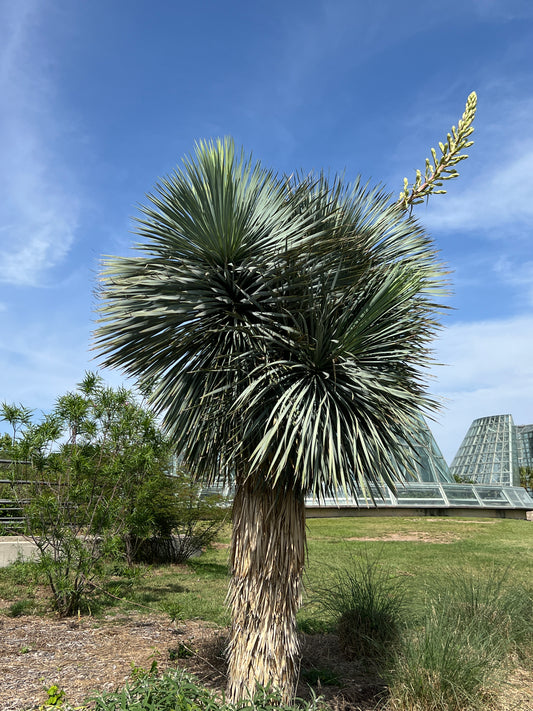 Beaked Yucca  25 Seeds  Yucca rostrata