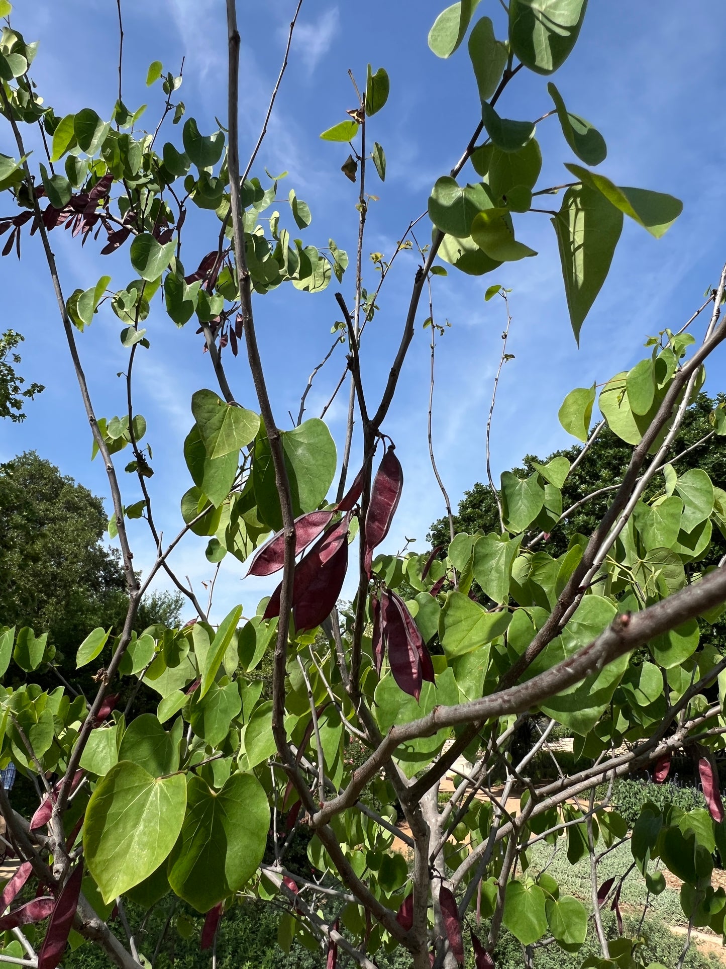 Texas Redbud  Cercis canadensis var. texensis  20 Seeds  USA Company