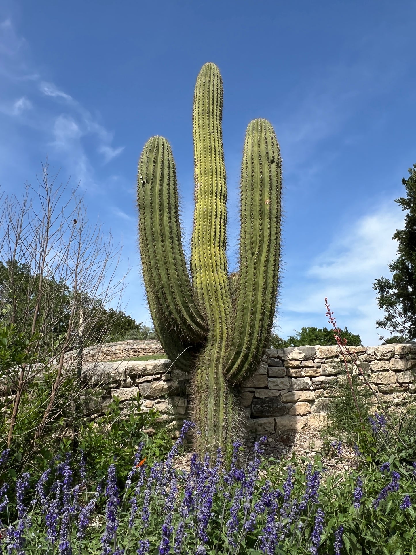 Saguaro Cactus  100 Seeds  Carnegiea gigantea  USA Company