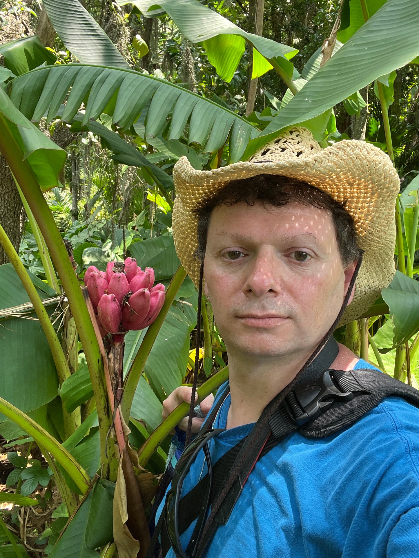 Pink Banana Musa velutina 20 Seeds