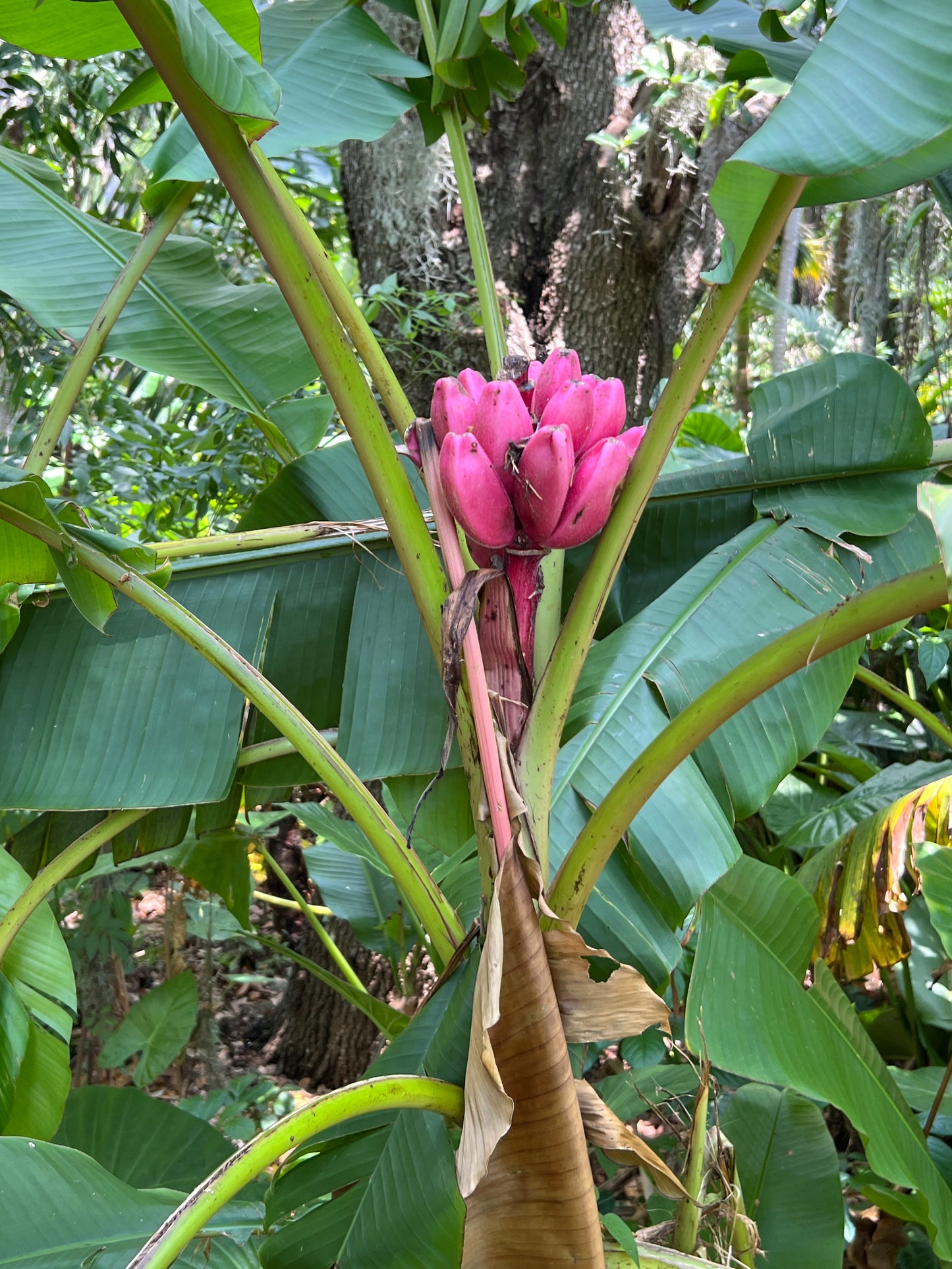 Pink Banana Musa velutina 20 Seeds
