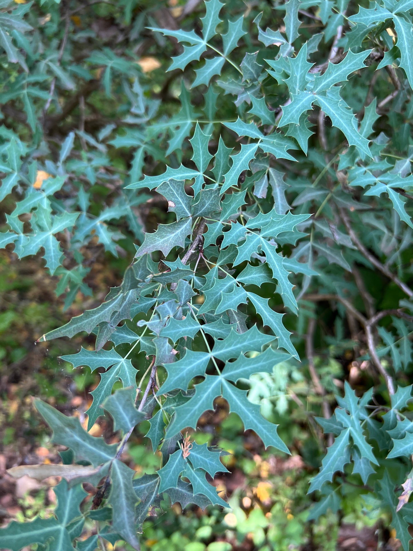 Agarita  10 Seeds  Mahonia trifoliolata  Desert Shrub