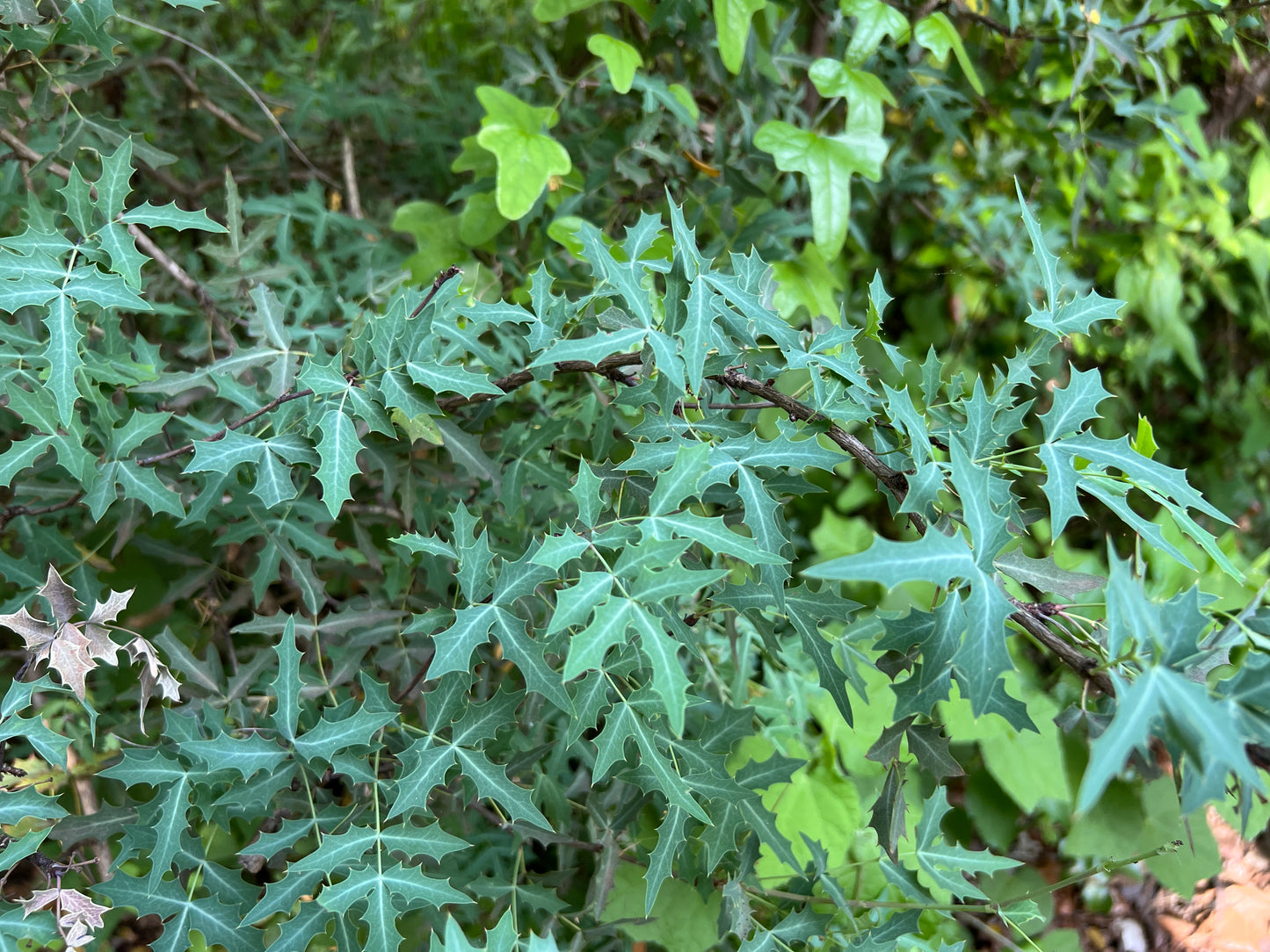 Agarita  10 Seeds  Mahonia trifoliolata  Desert Shrub