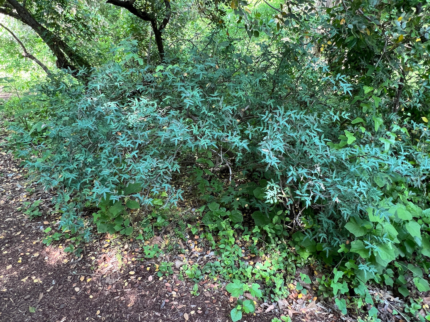 Agarita  10 Seeds  Mahonia trifoliolata  Desert Shrub