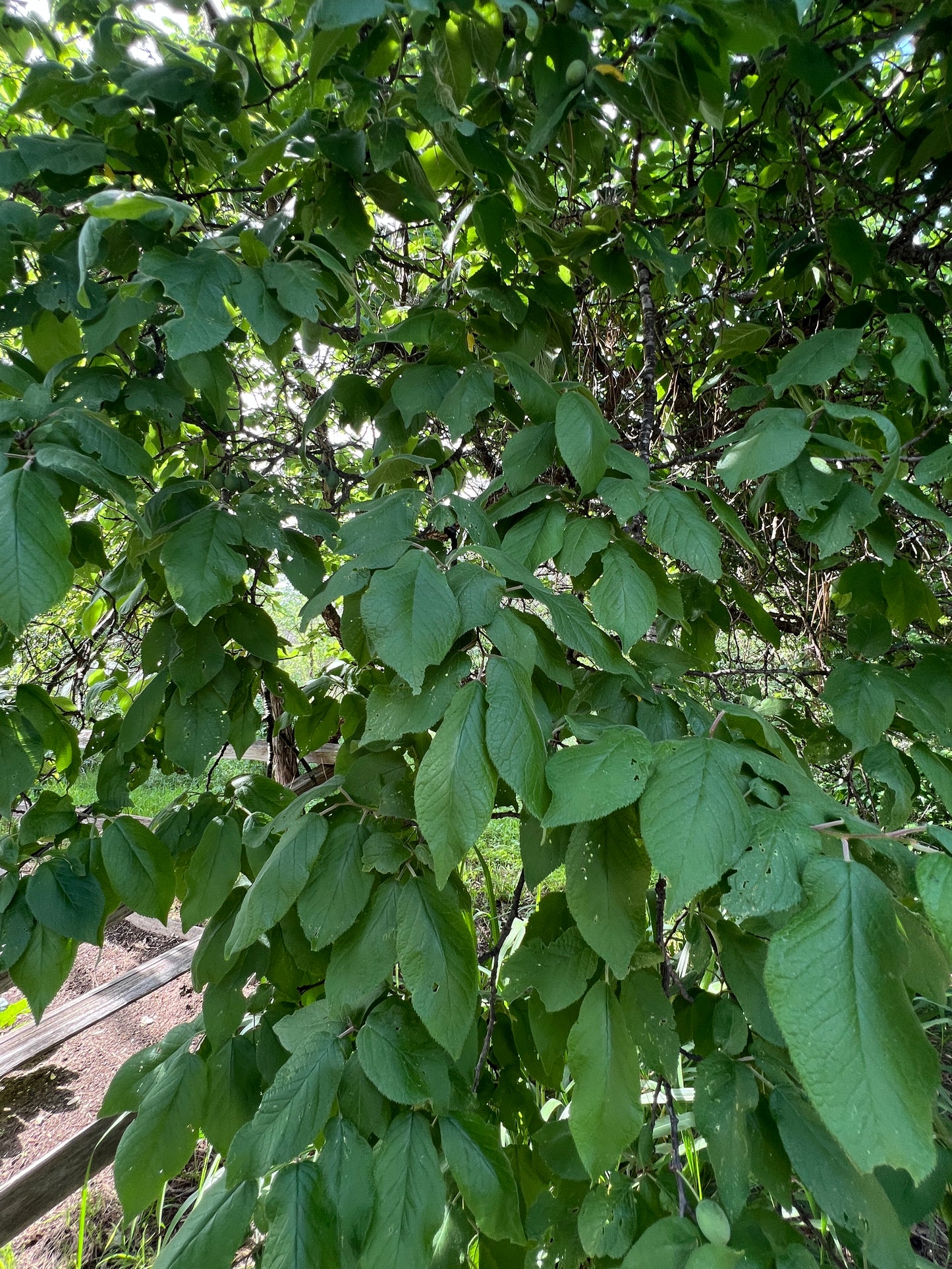 Mexican Plum  5 Seeds  Prunus mexicana