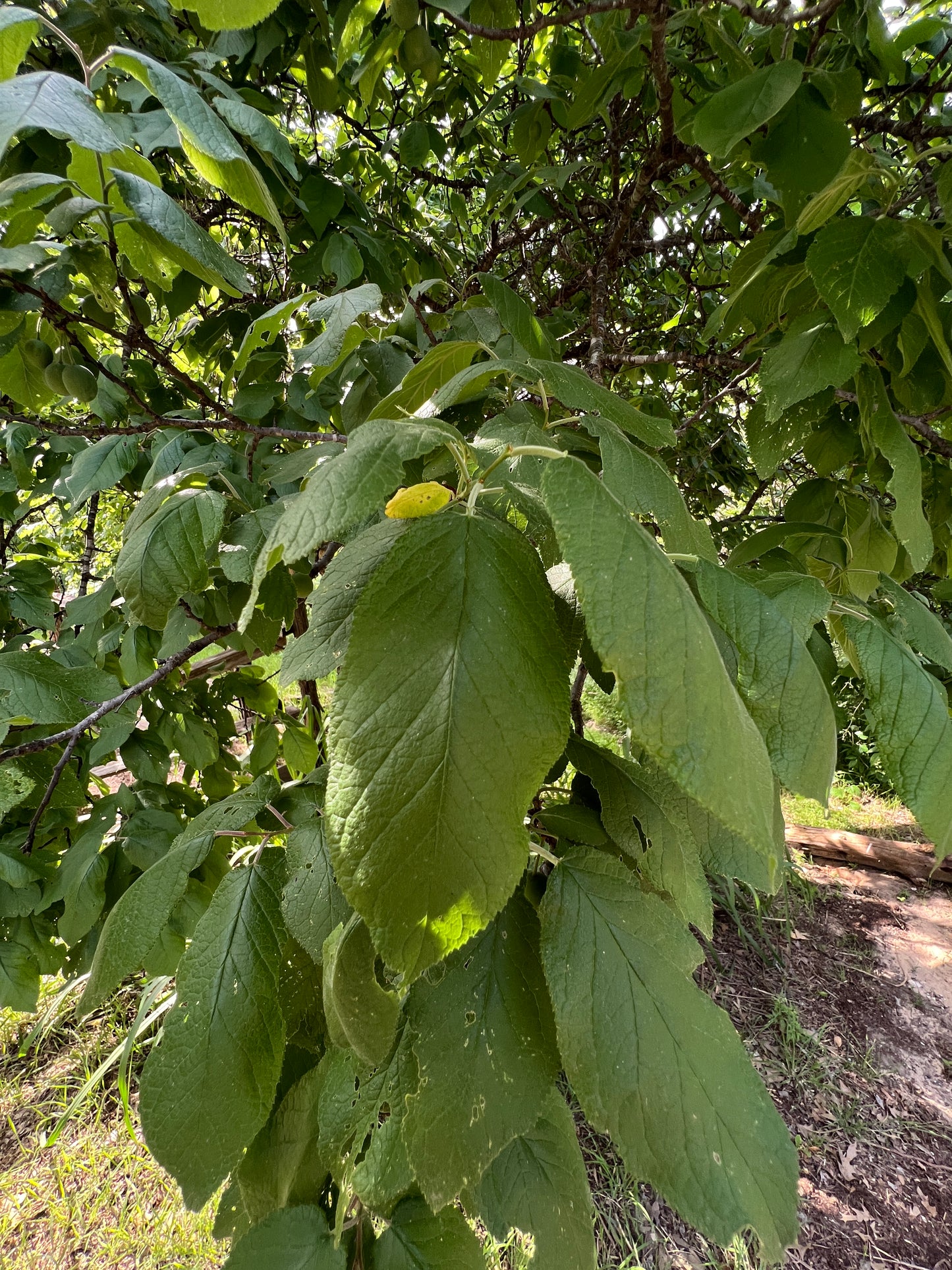 Mexican Plum  5 Seeds  Prunus mexicana