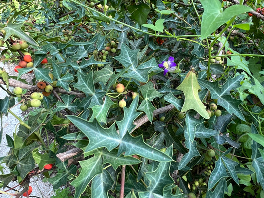 Agarita  10 Seeds  Mahonia trifoliolata  Desert Shrub