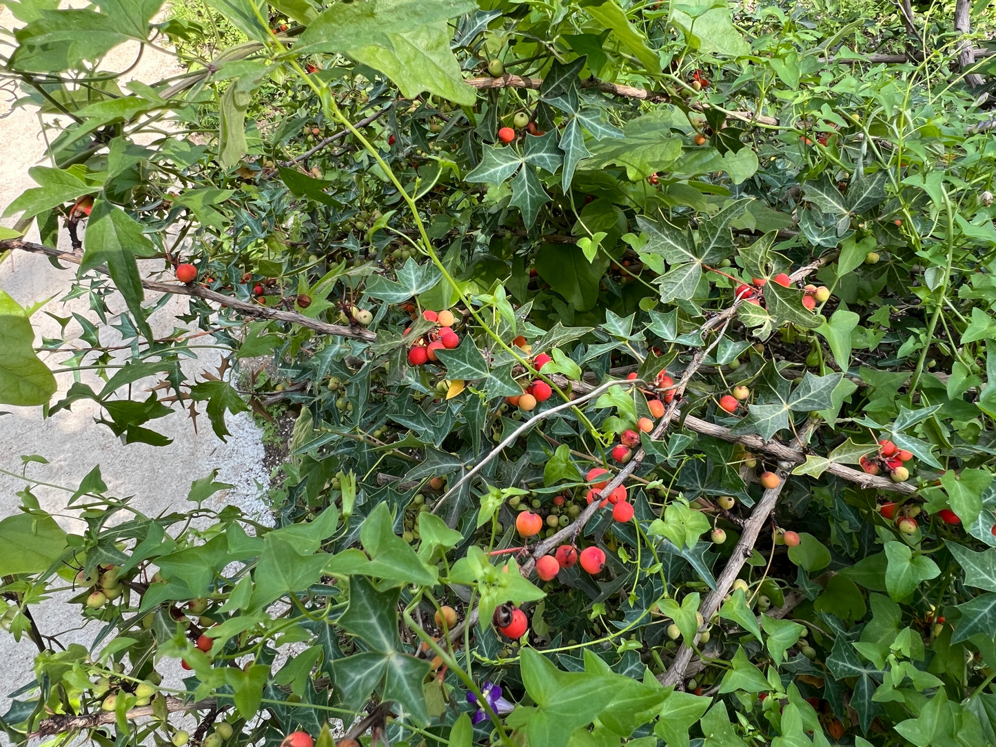 Agarita  10 Seeds  Mahonia trifoliolata  Desert Shrub