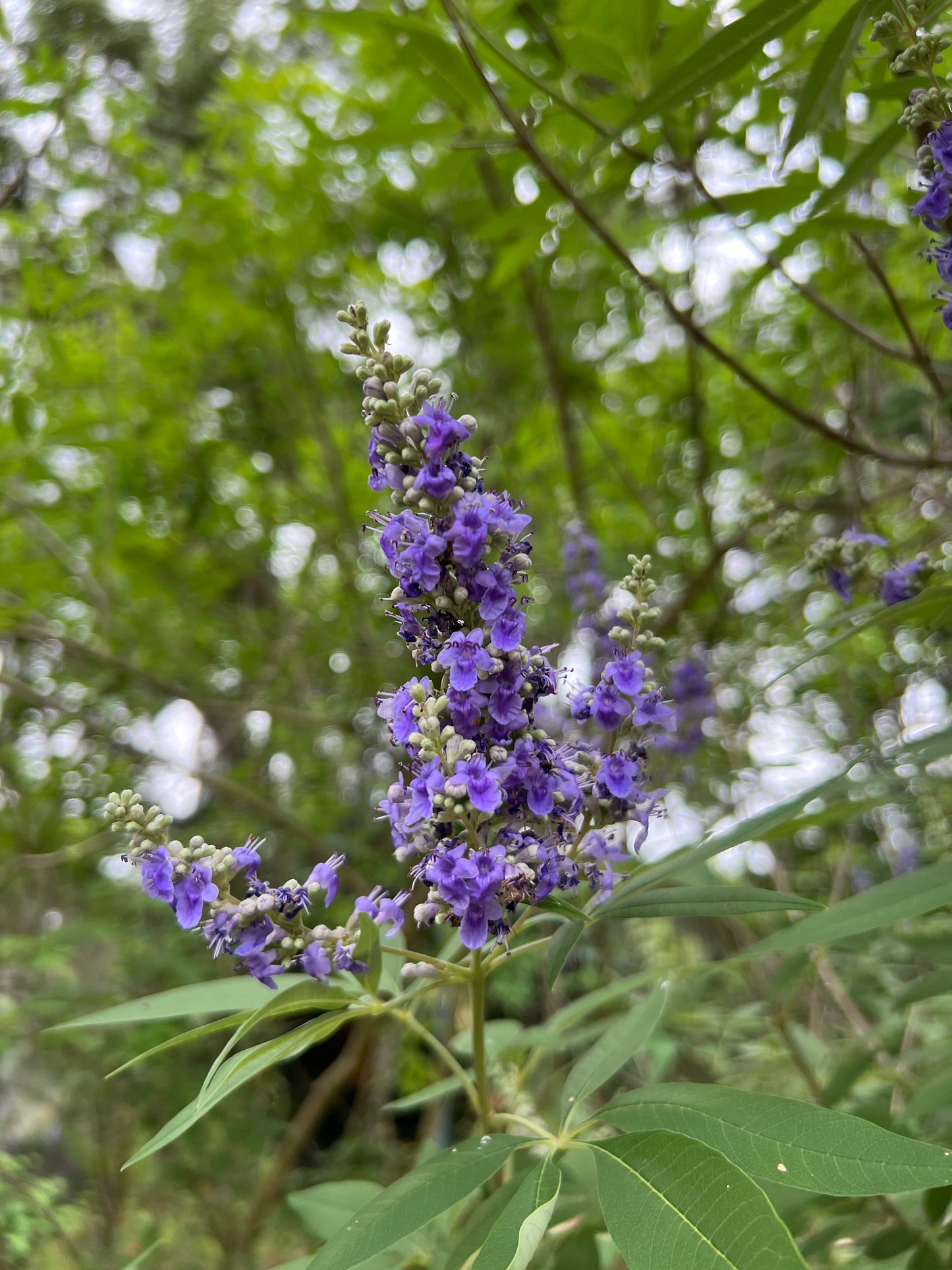 Chaste Tree Vitex agnus-castus 100 Seeds