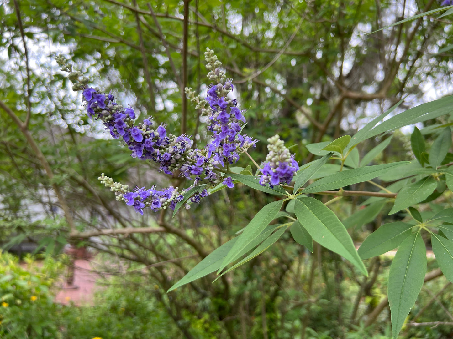 Chaste Tree Vitex agnus-castus 100 Seeds
