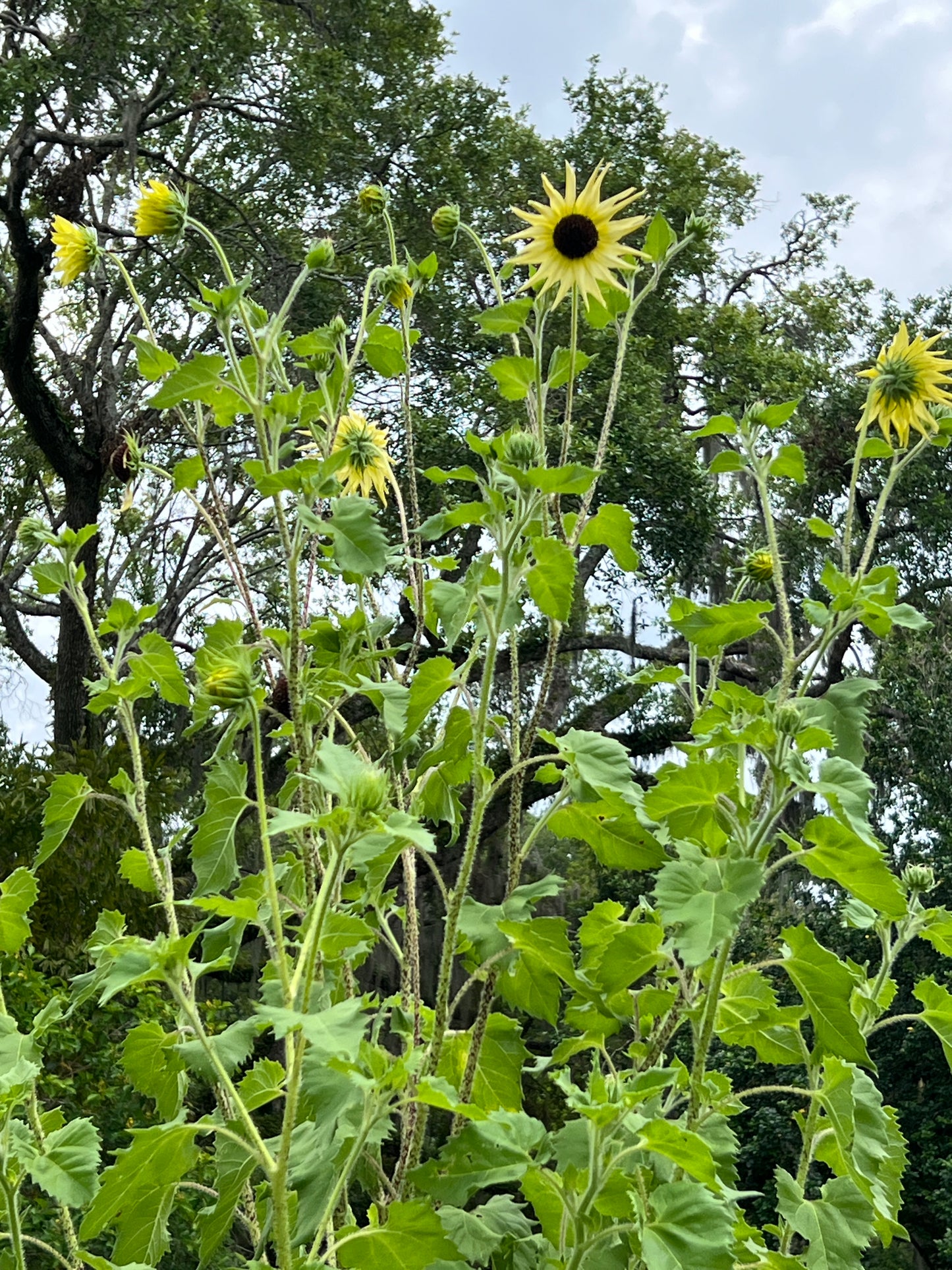 Sunflower Vanilla Ice Helianthus debilis 100 Seeds