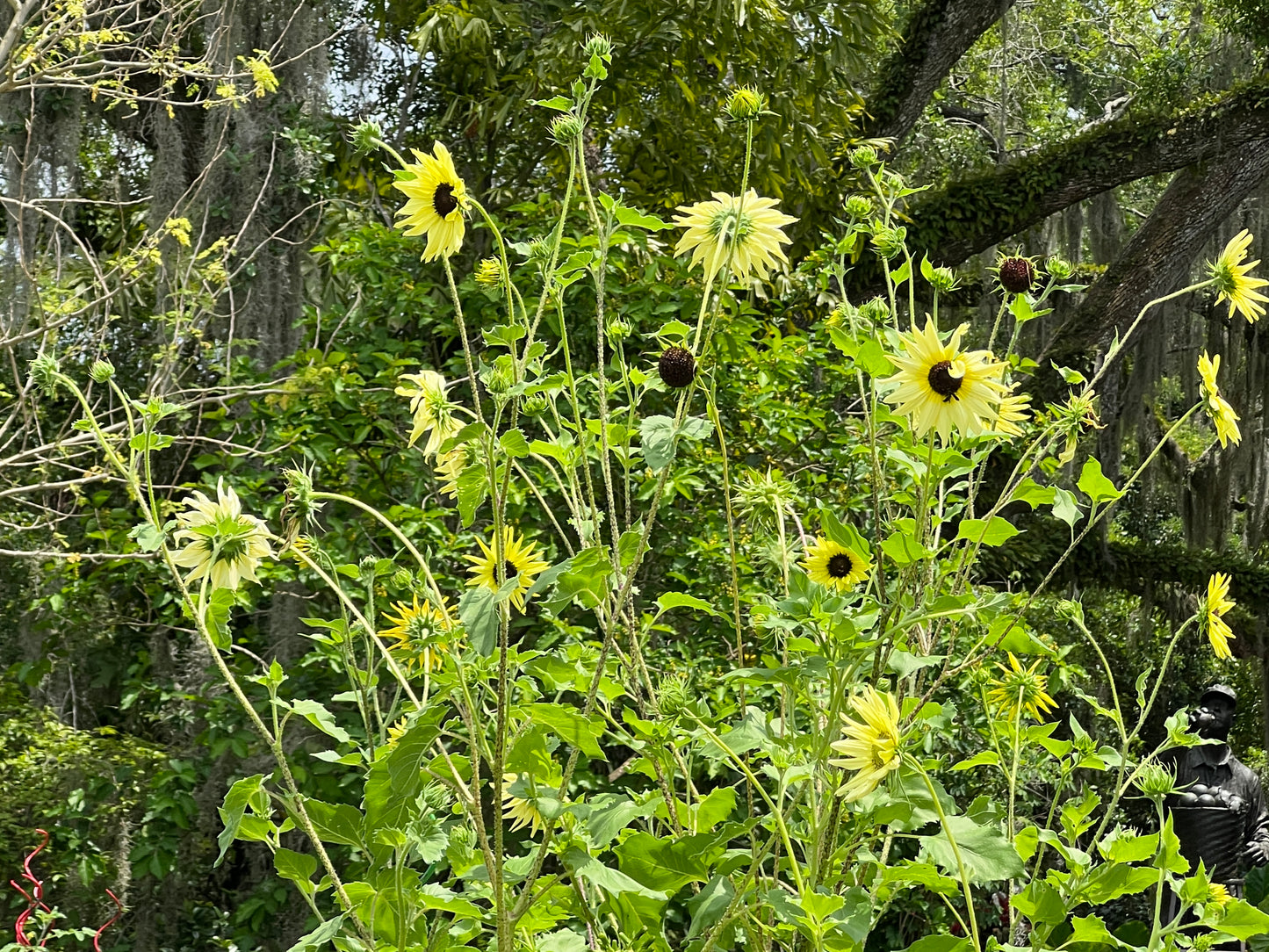 Sunflower Vanilla Ice Helianthus debilis 100 Seeds