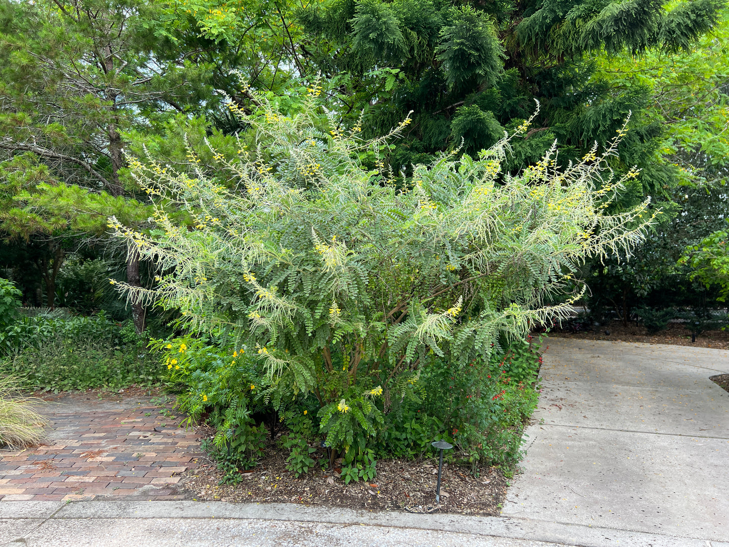 Yellow Necklacepod Sophora tomentosa 100 seeds