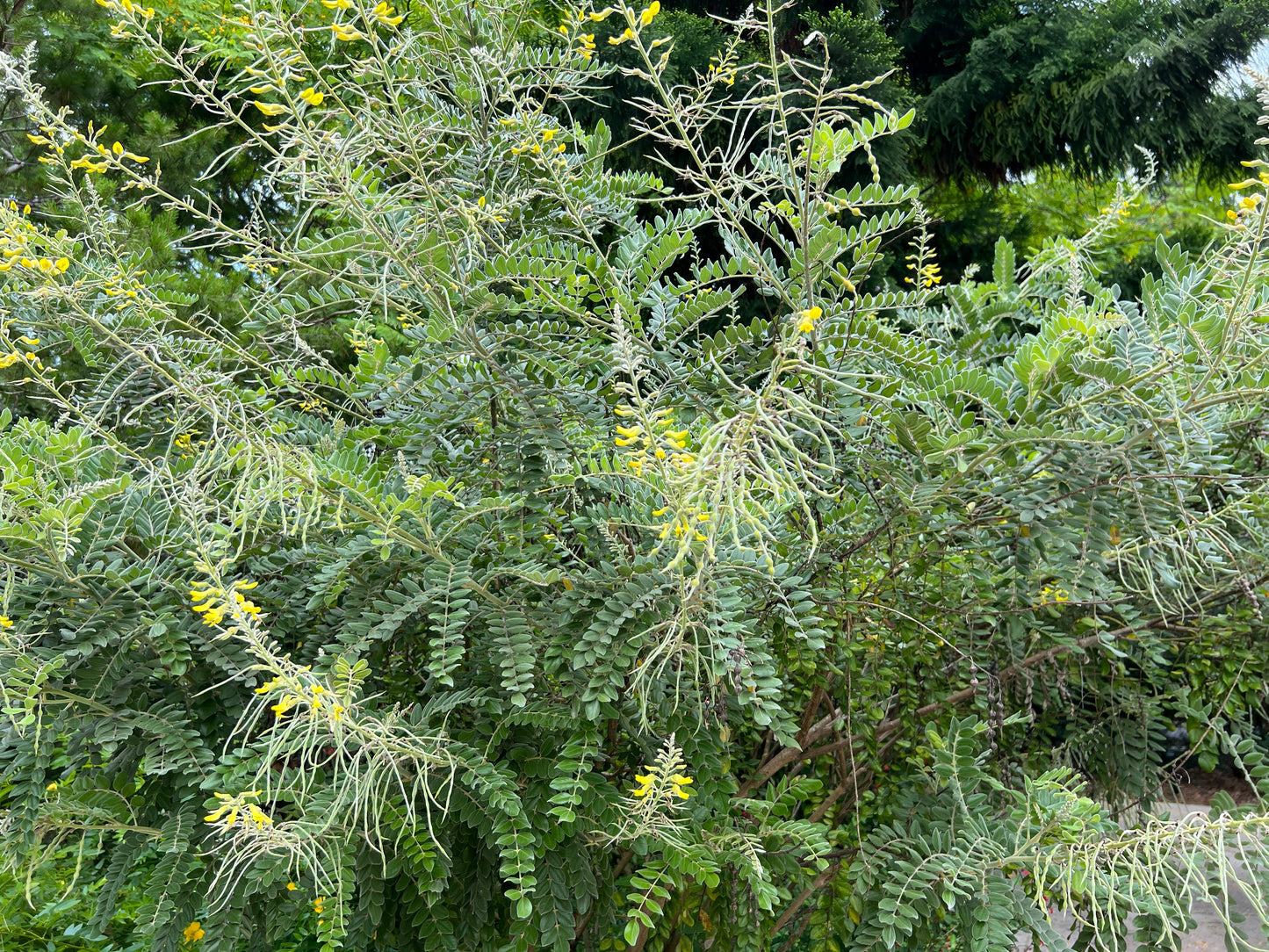 Yellow Necklacepod Sophora tomentosa 100 seeds