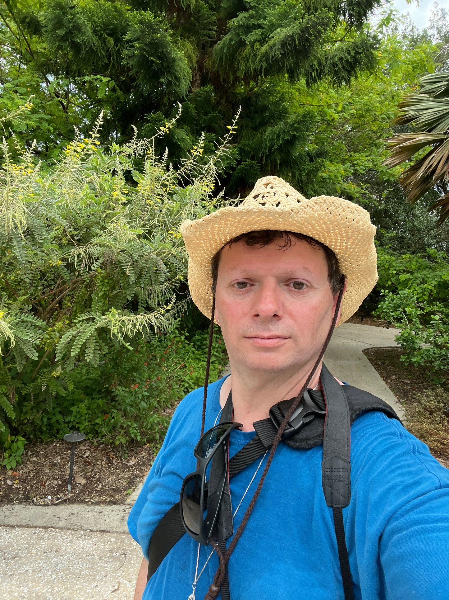 Yellow Necklacepod Sophora tomentosa 100 seeds