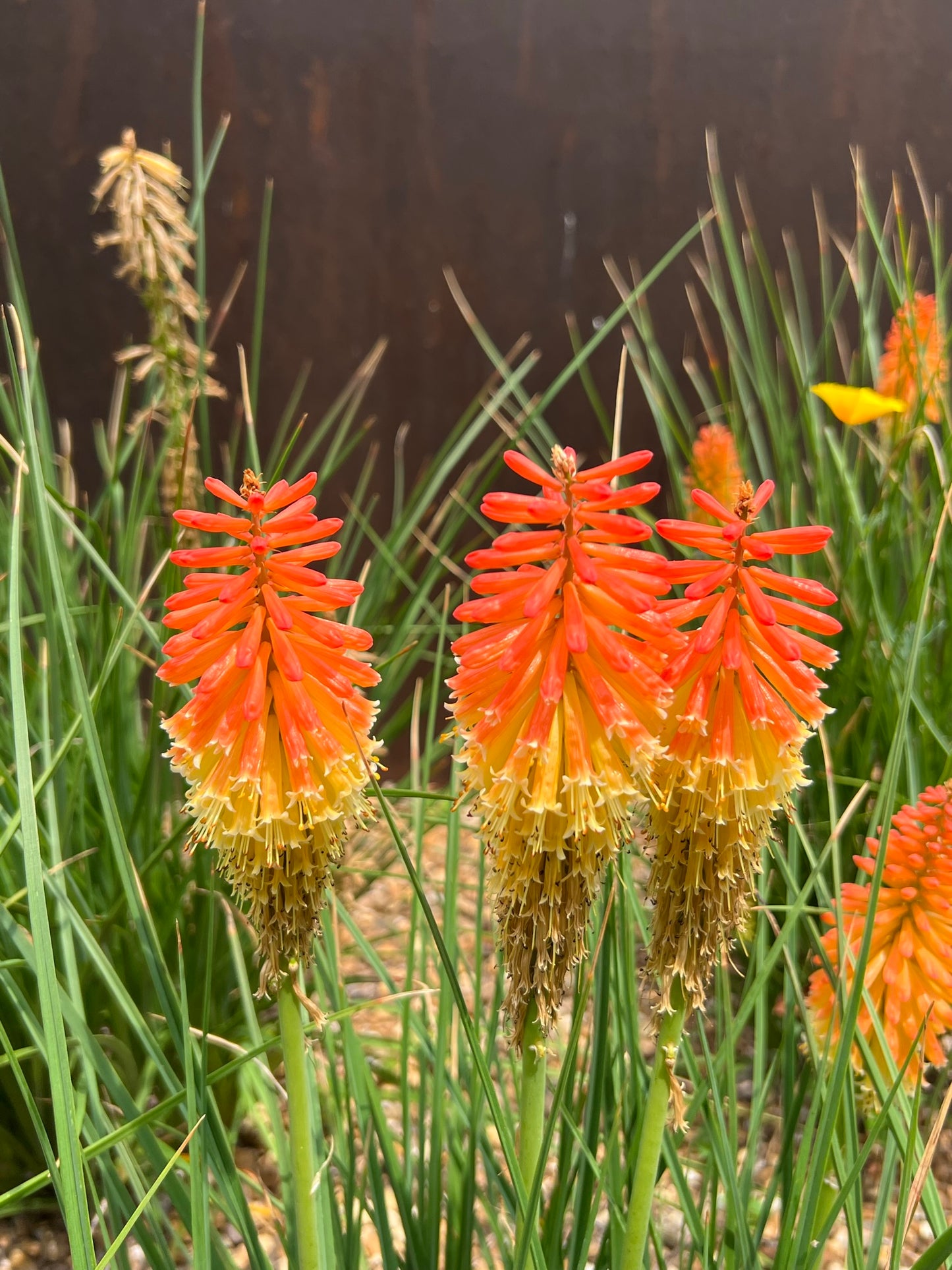 red hot poker plant seeds Red-Hot Poker Torch Lily Kniphofia uvaria 100 Seeds – R&B Floridaseeds