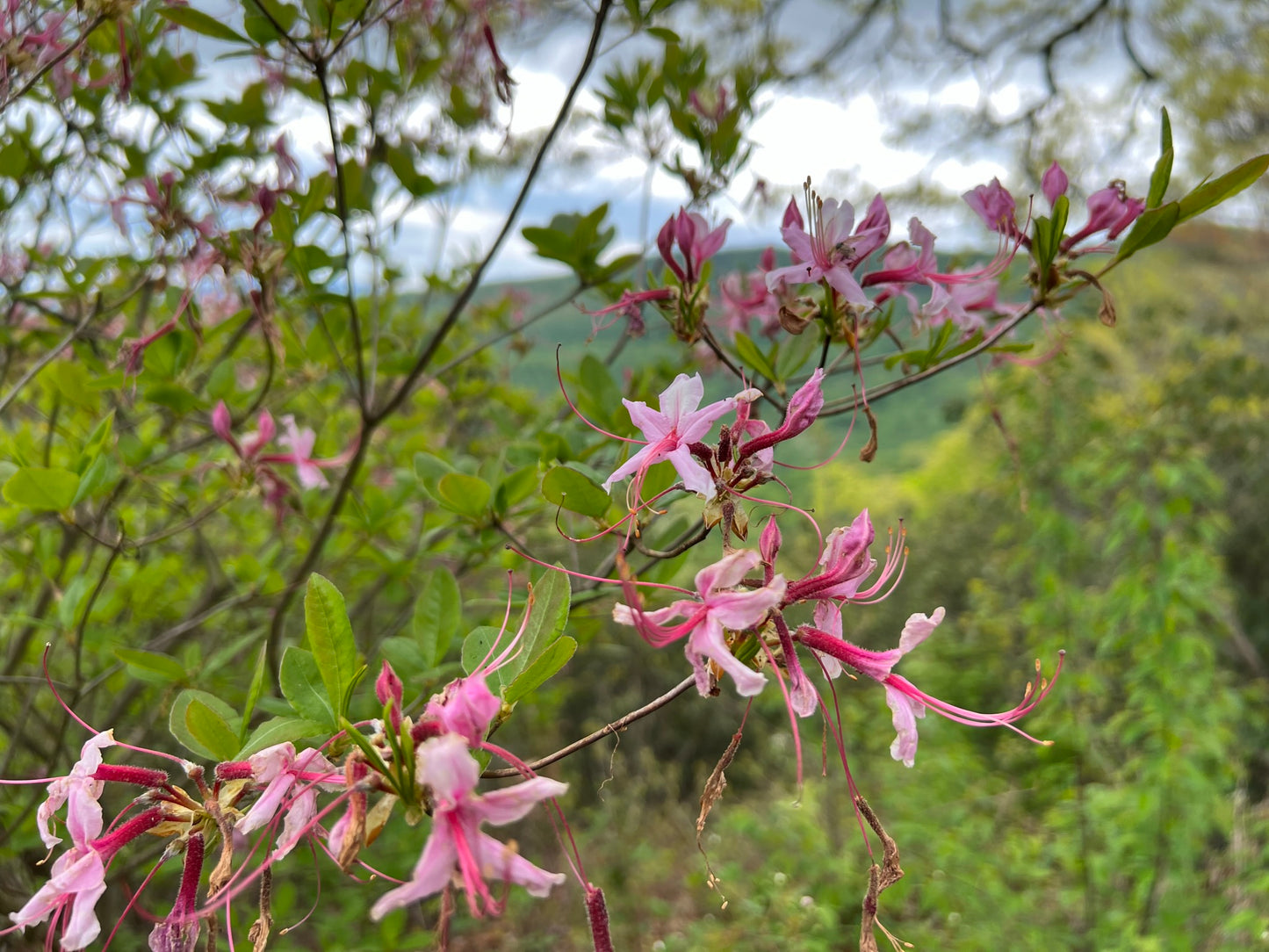 Pinksterflower Azalea  50 Seeds  Rhododendron periclymenoides