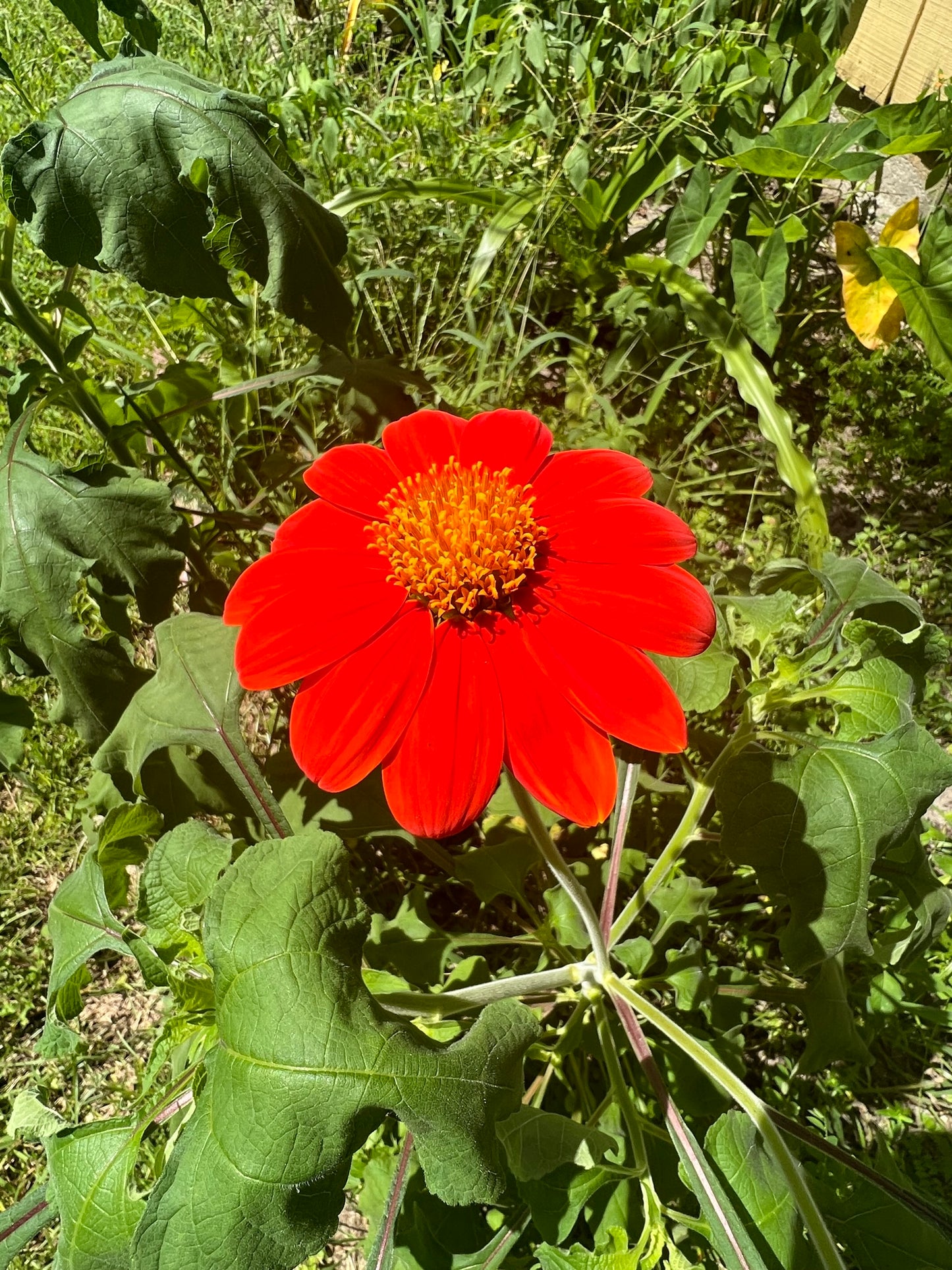 Mexican Sunflower Tithonia speciosa 100 Seeds   USA Company