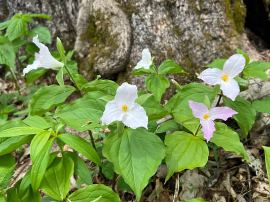 Great White Trillium Trillium grandiflorum 10 Seeds