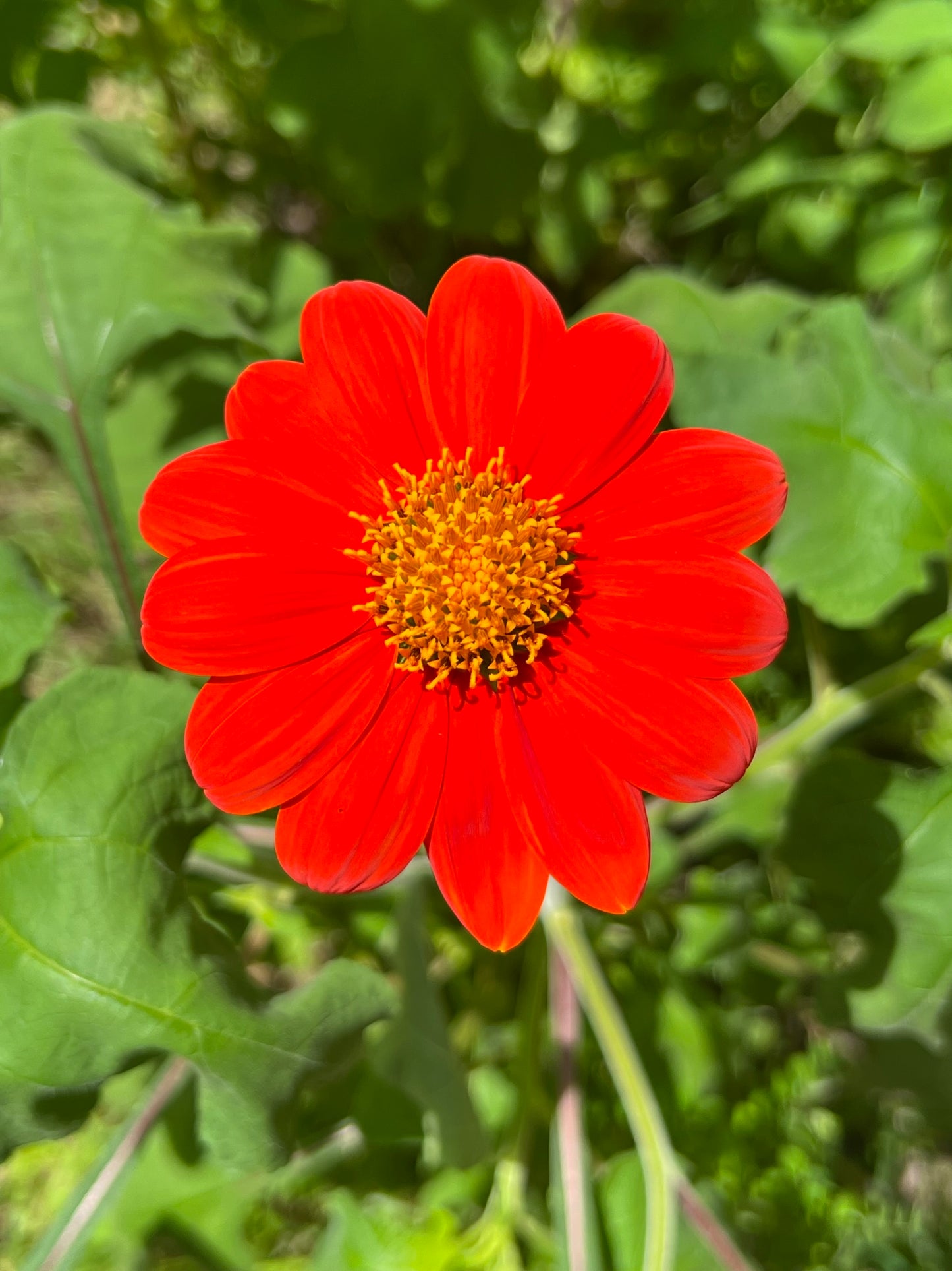 Mexican Sunflower Tithonia speciosa 100 Seeds   USA Company