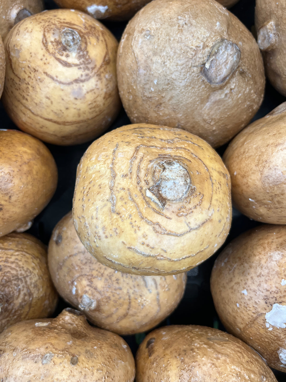 Jicama   10 Seeds   Pachyrhizus erosus