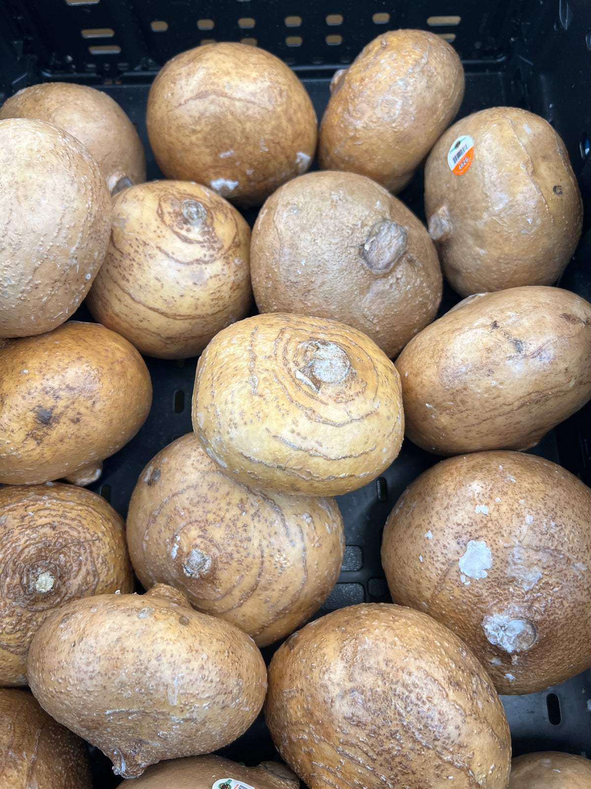 Jicama   10 Seeds   Pachyrhizus erosus