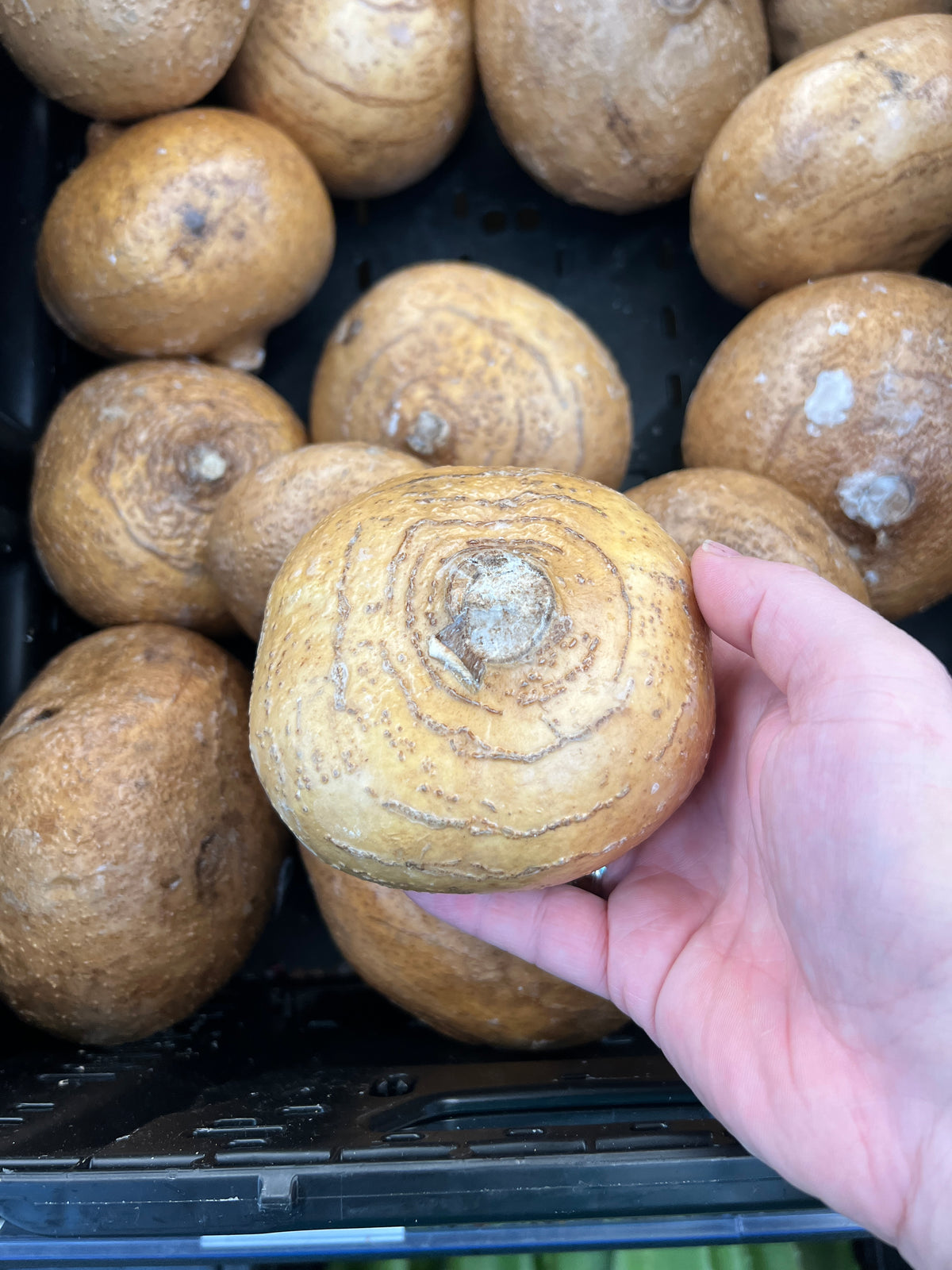 Jicama   10 Seeds   Pachyrhizus erosus