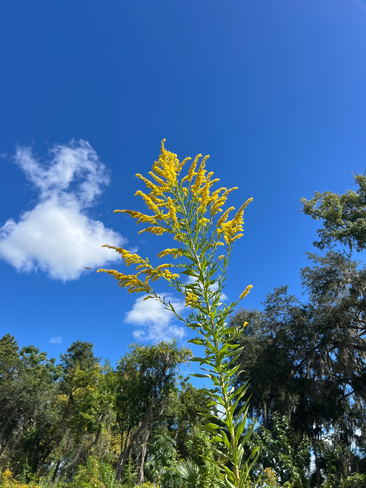 Giant Goldenrod   100 seeds   Solidago gigantea