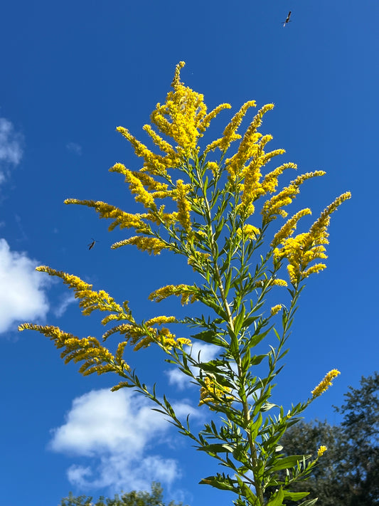 Giant Goldenrod   100 seeds   Solidago gigantea