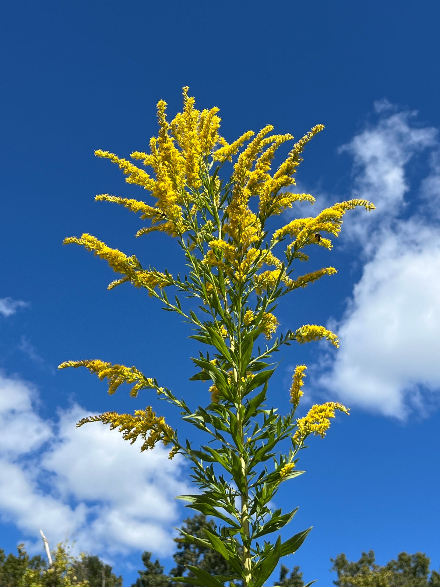 Giant Goldenrod   100 seeds   Solidago gigantea