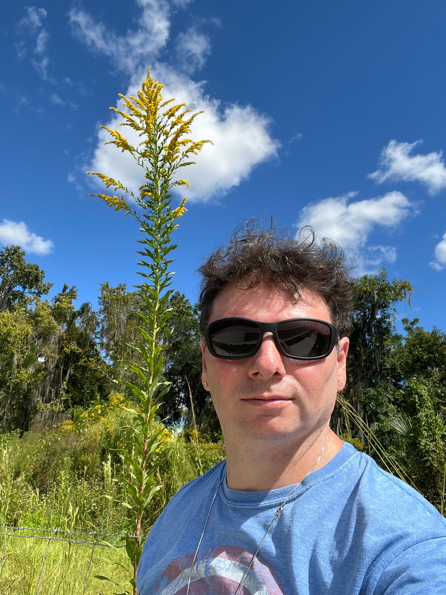 Giant Goldenrod   100 seeds   Solidago gigantea