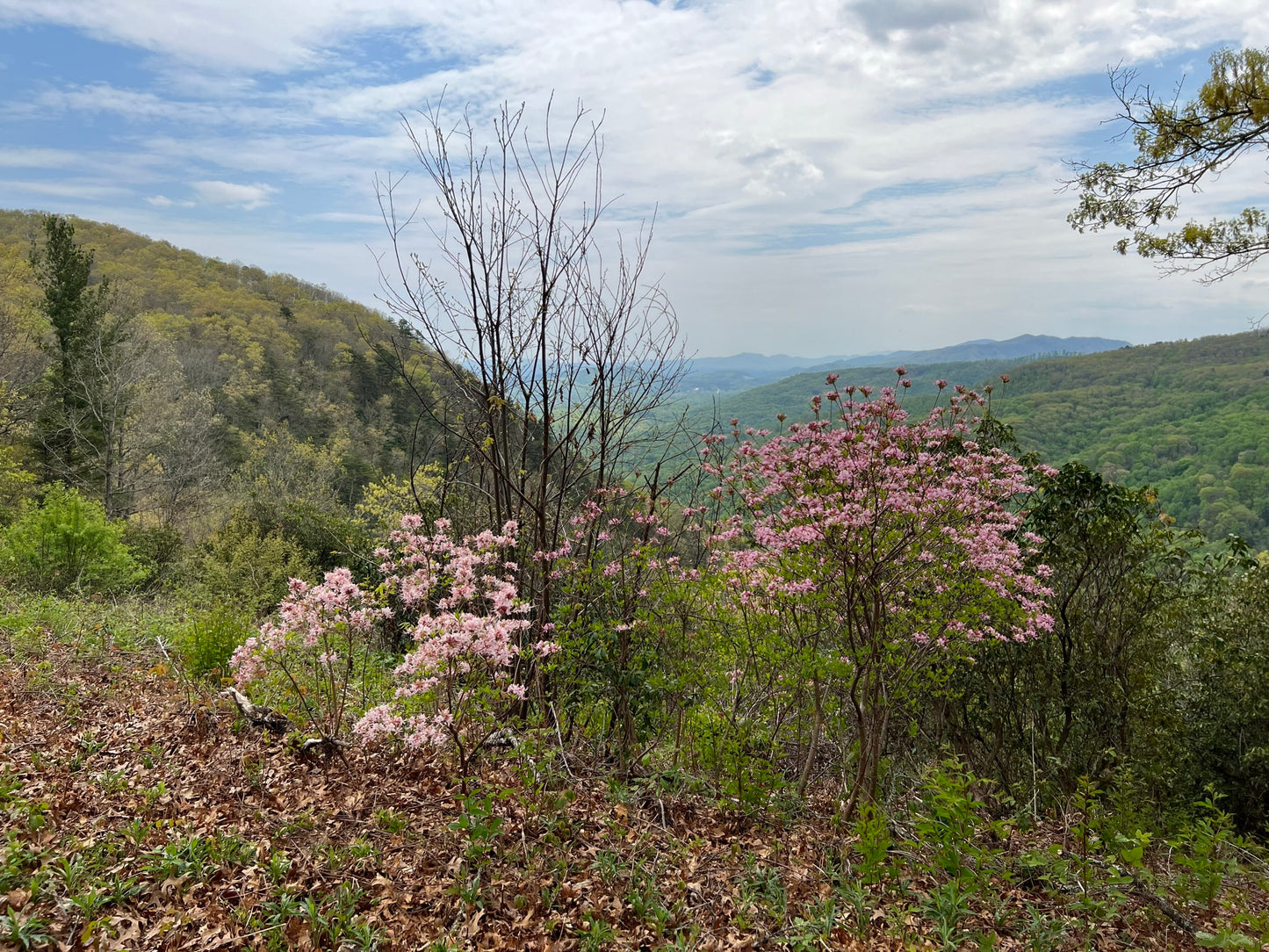 Pinksterflower Azalea  50 Seeds  Rhododendron periclymenoides