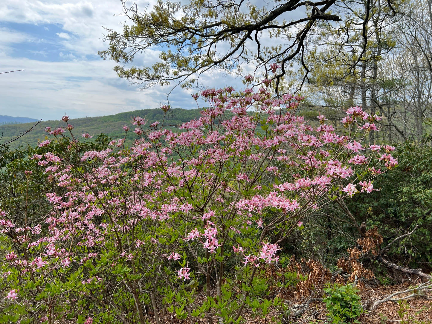 Pinksterflower Azalea  50 Seeds  Rhododendron periclymenoides