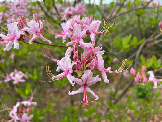 Pinksterflower Azalea  50 Seeds  Rhododendron periclymenoides