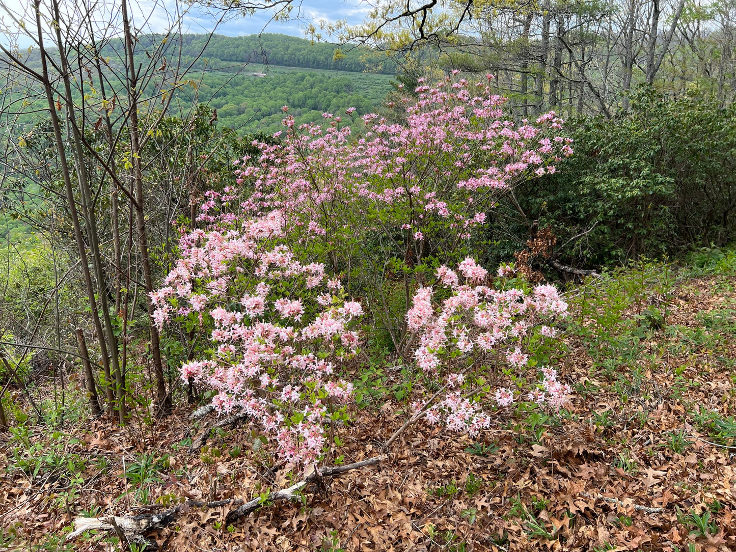 Pinksterflower Azalea  50 Seeds  Rhododendron periclymenoides