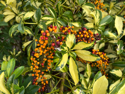 Dwarf Umbrella Tree Schefflera arboricola 100 Seeds