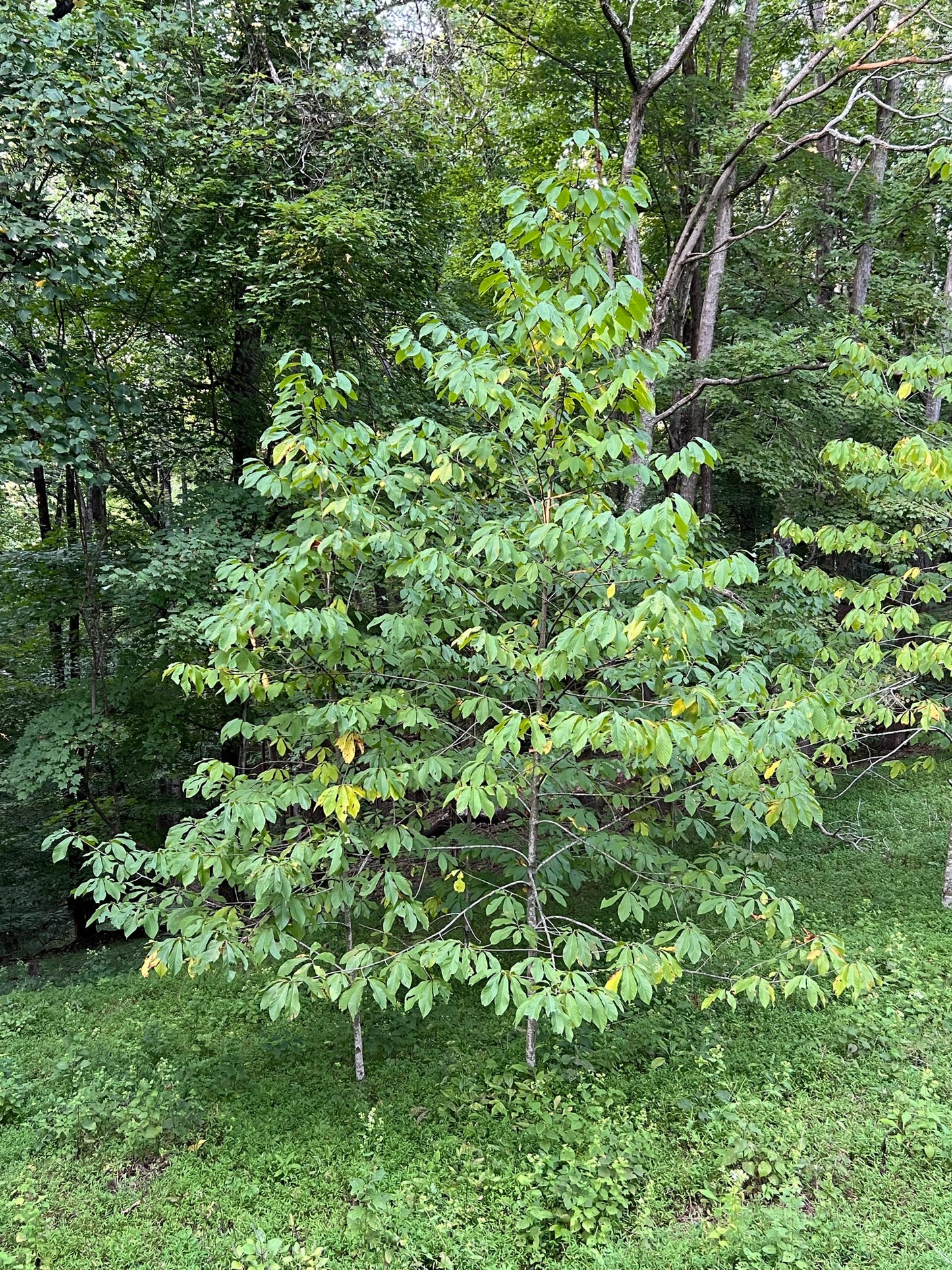 Pawpaw Tree Asimina triloba 10 Seeds