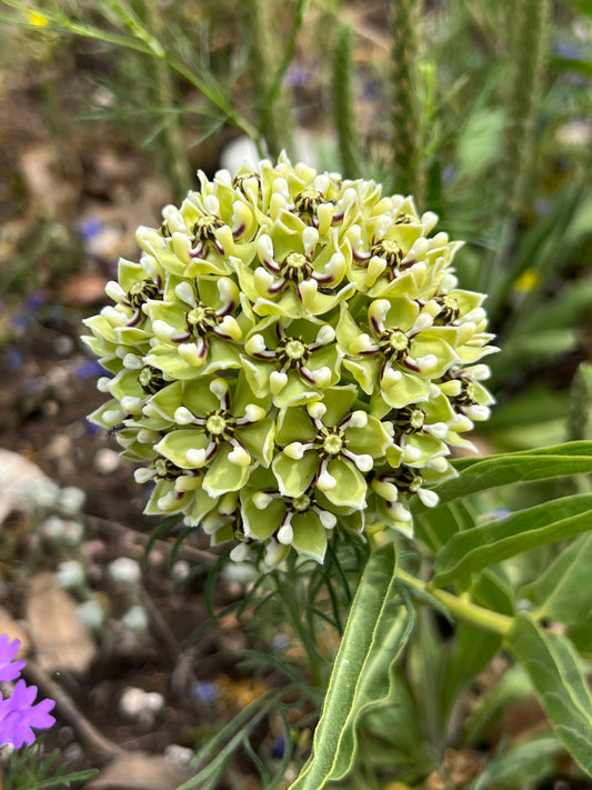 Antelope Horn Milkweed  40 Seeds  Asclepias asperula