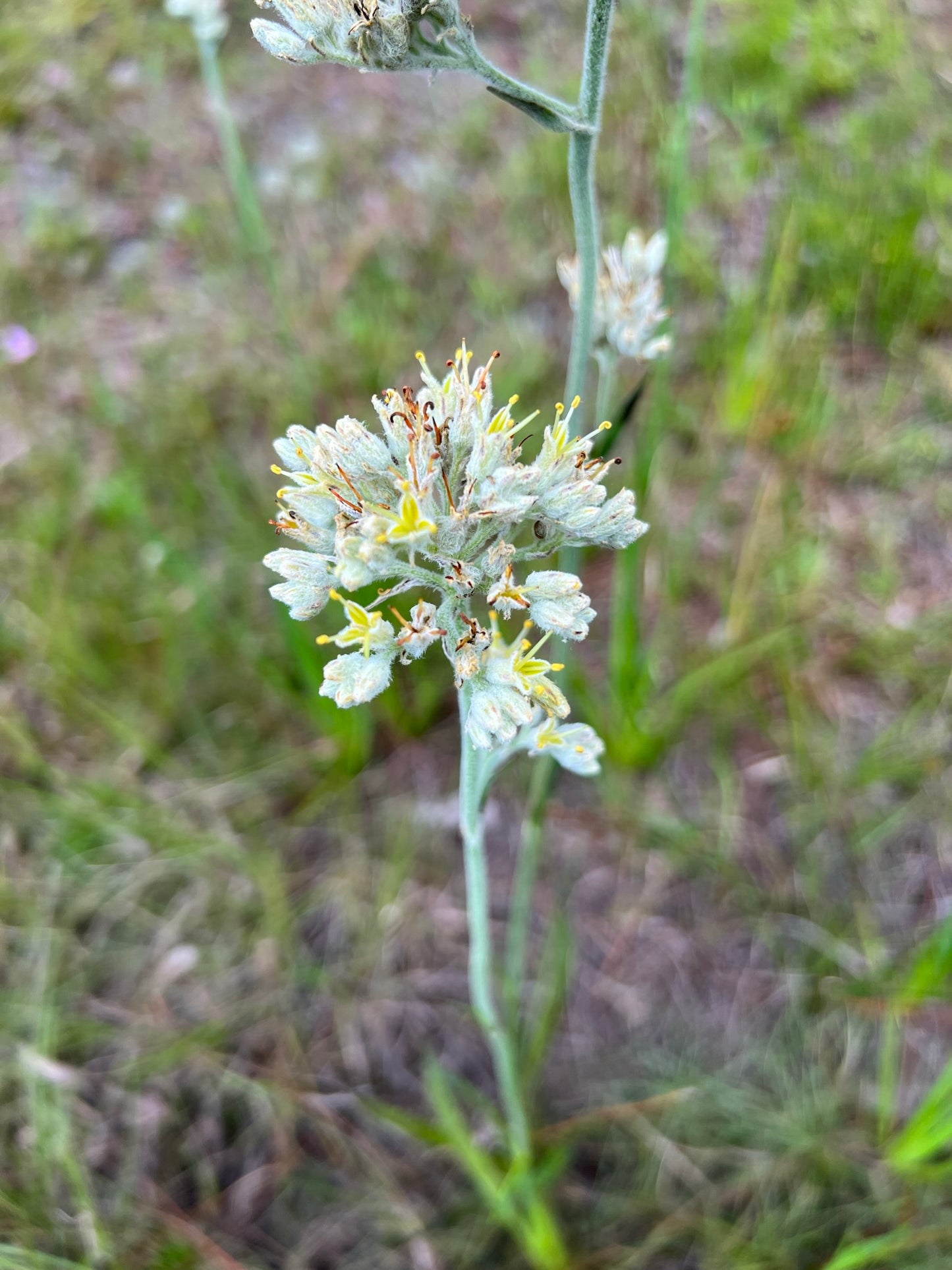 Carolina Redroot   10 Seeds   Lachnanthes caroliniana