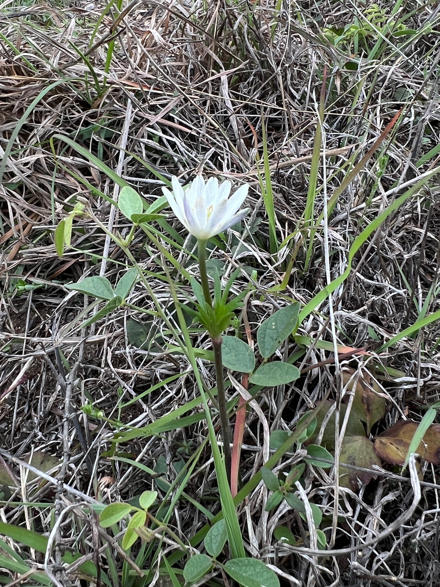 Tenpetal Anemone  Thimbleweed  Anemone berlandieri  20 Seeds  USA Company