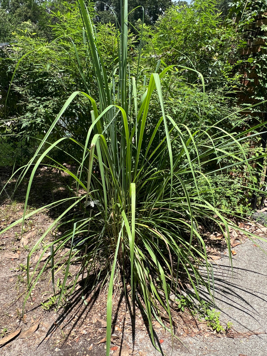 Lemon Grass  100 Seeds  Cymbopogon flexuosus