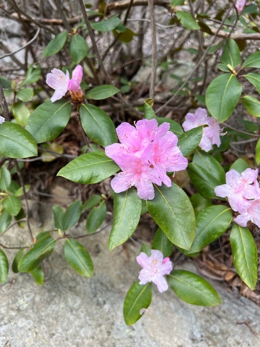 Carolina Rhododendron  600 Seeds  Rhododendron carolinianum