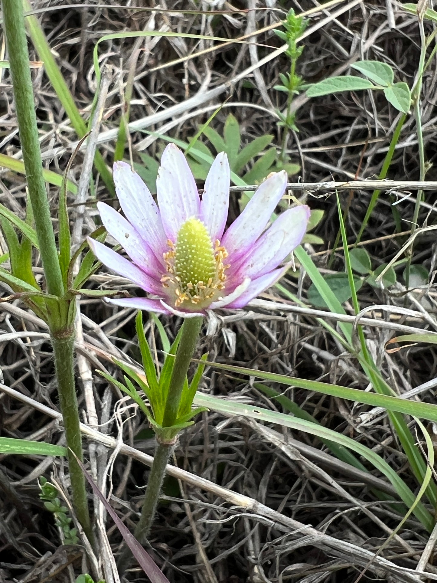 Tenpetal Anemone  Thimbleweed  Anemone berlandieri  20 Seeds  USA Company