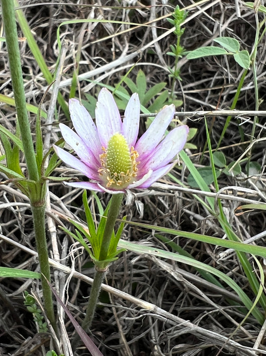 Tenpetal Anemone Thimbleweed Anemone berlandieri 20 Seeds