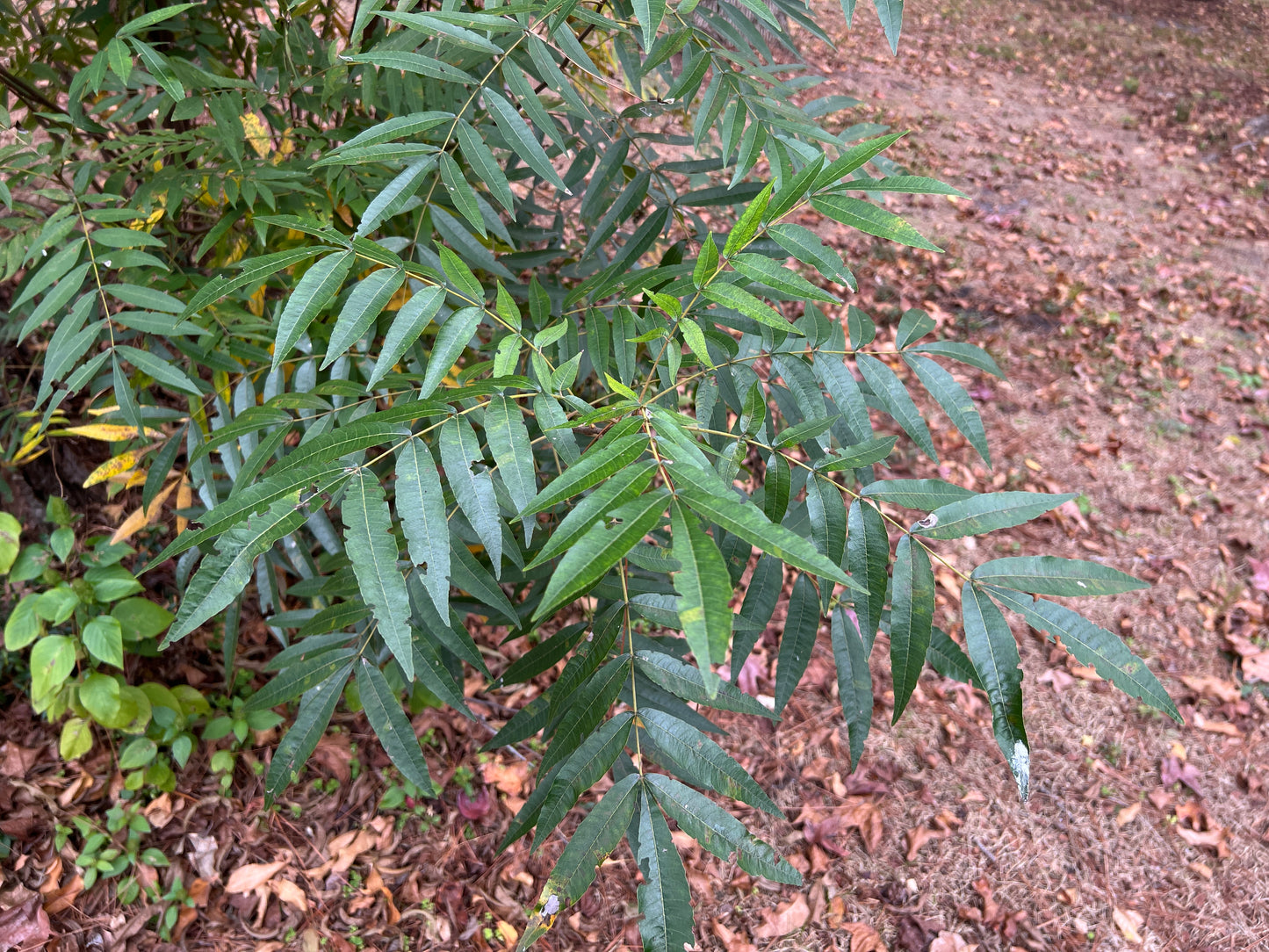 Water Hickory Carya aquatica 5 Seeds
