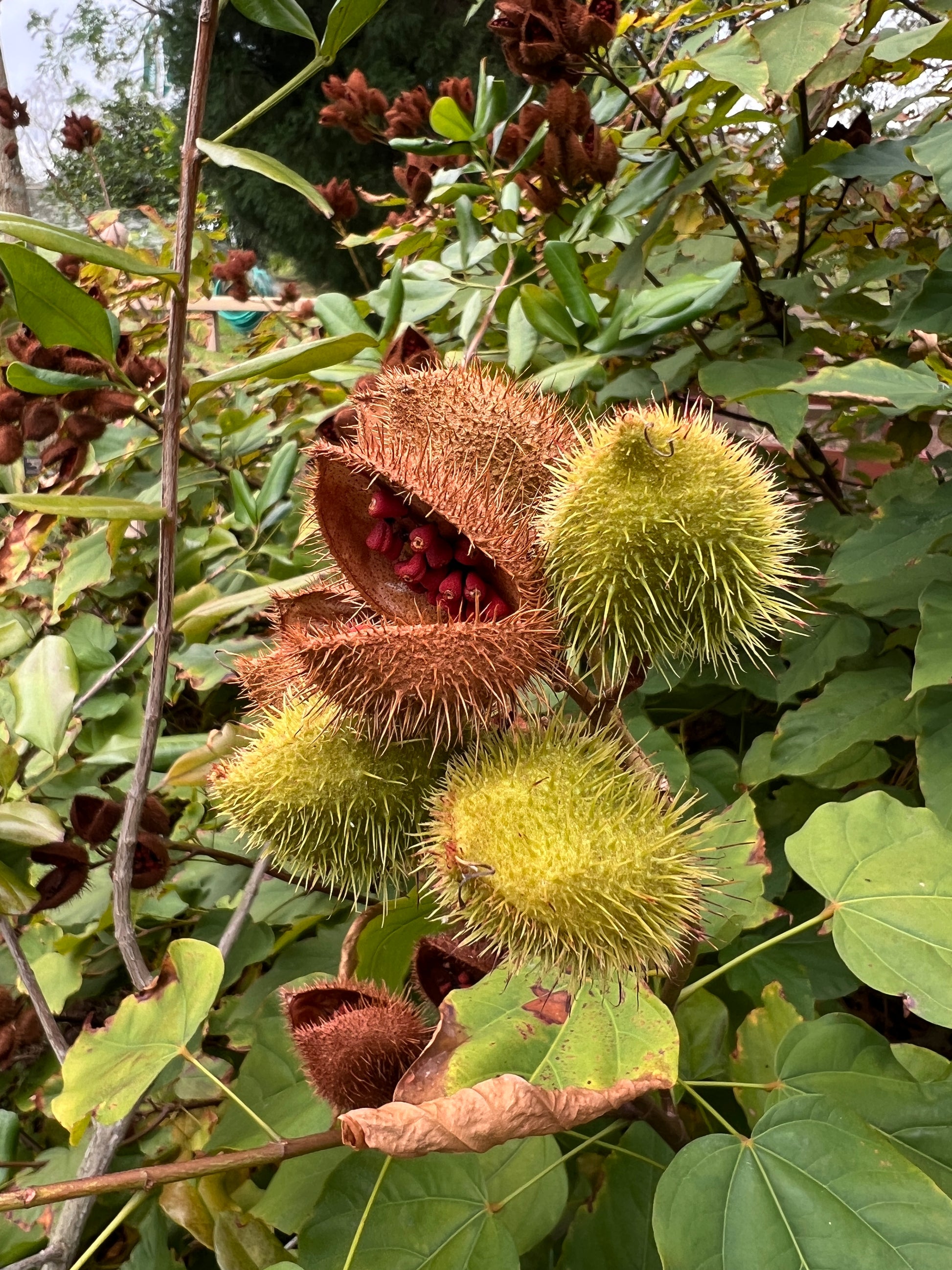 annatto seed plant Annatto 100 Seeds Lipstick Tree Bixa orellana – R&B Floridaseeds