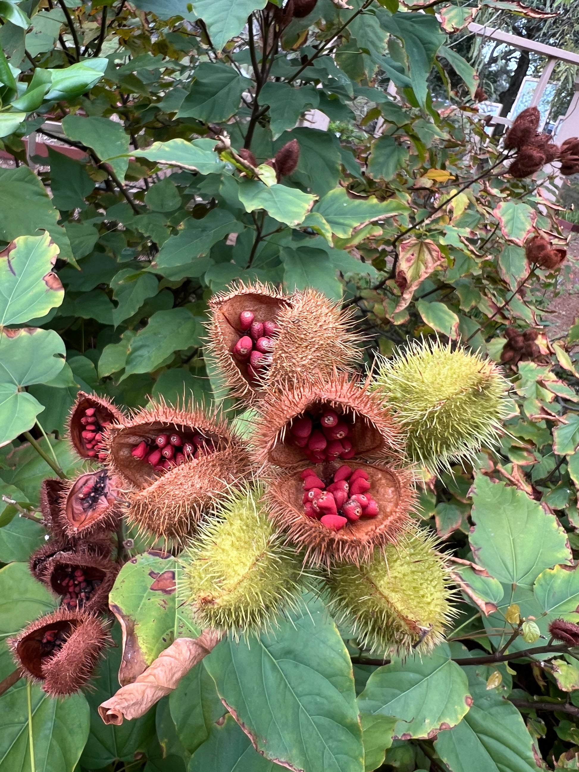 annatto seed plant Annatto 100 Seeds Lipstick Tree Bixa orellana – R&B Floridaseeds