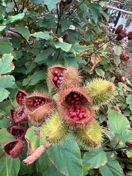 Annatto 100 Seeds Lipstick Tree Bixa orellana