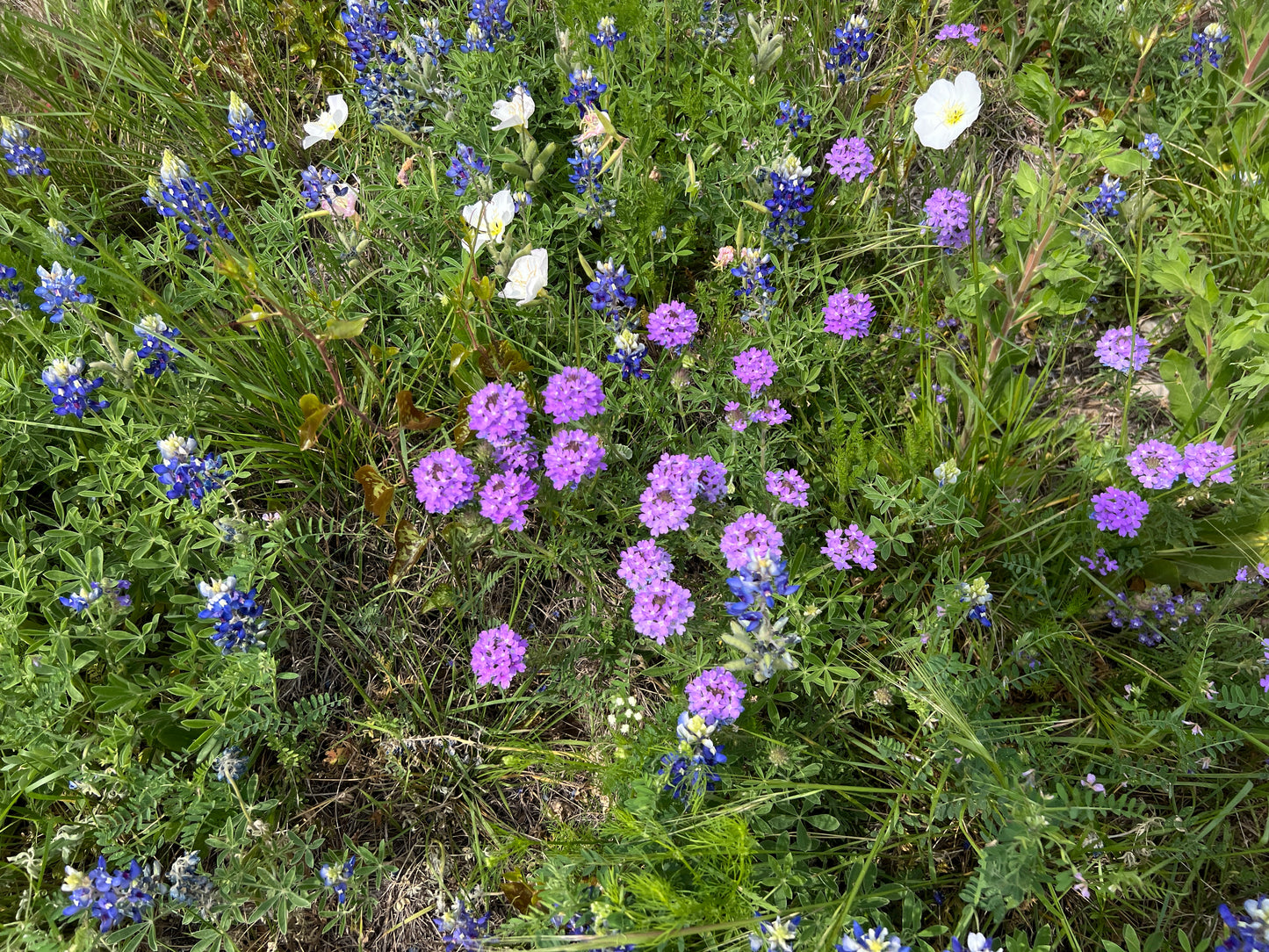 Prairie Verbena  25 Seeds  Glandularia bipinnatifida